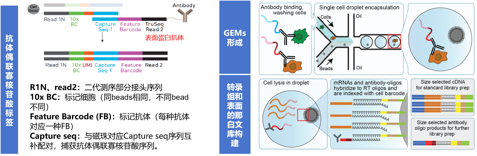 表面蛋白标记（CITE-seq）