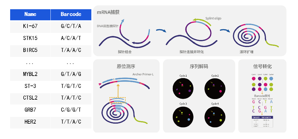 RNA原位测序（ISS）