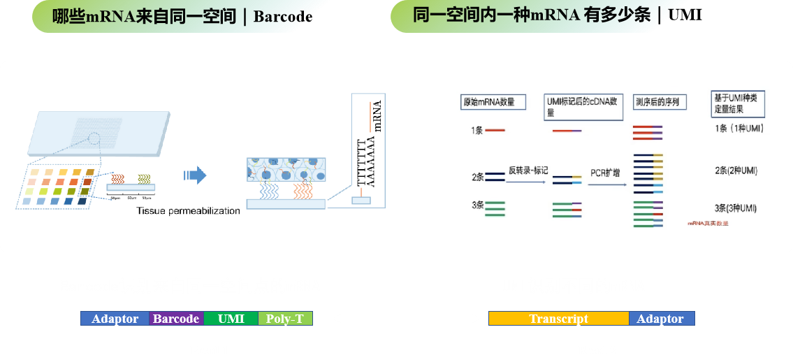 DynaSpatial空间转录组
