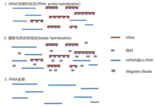 LncRNA测序