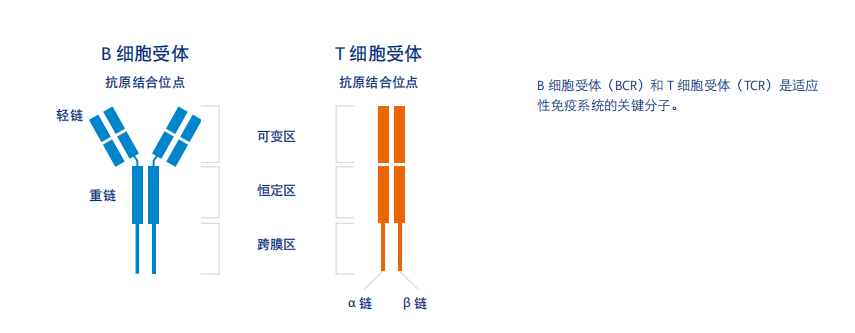 单细胞免疫组库（V(D)J）测序