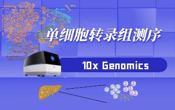 单细胞转录组测序