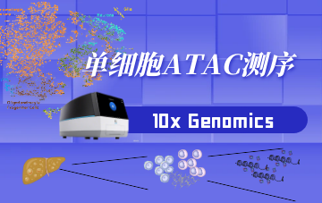 单细胞ATAC测序