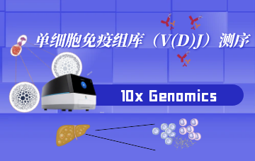 单细胞免疫组库（V(D)J）测序