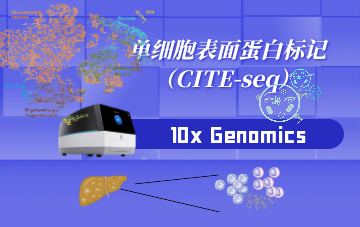 表面蛋白标记（CITE-seq）