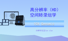 Visium HD（高分辨率）空间转录组测序