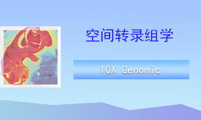 Visium CytAssist空间转录组测序