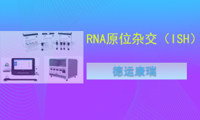 RNA荧光原位杂交（ISH）