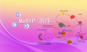 MeRIP测序