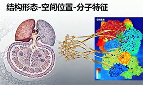 空间&原位转录组学